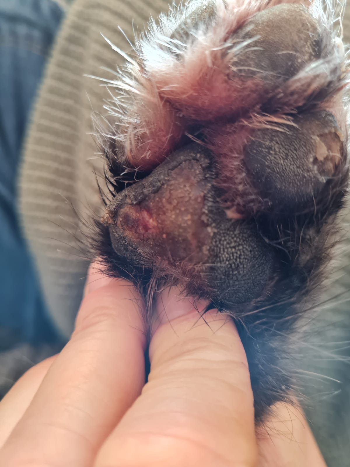 Sitemapcdatahttpwwdcellcare1comluxus Hund Leckt Sich Pfote Wund Bilder